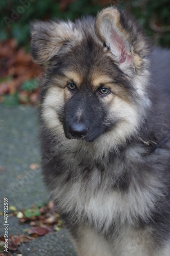 German Shepherd dog puppy