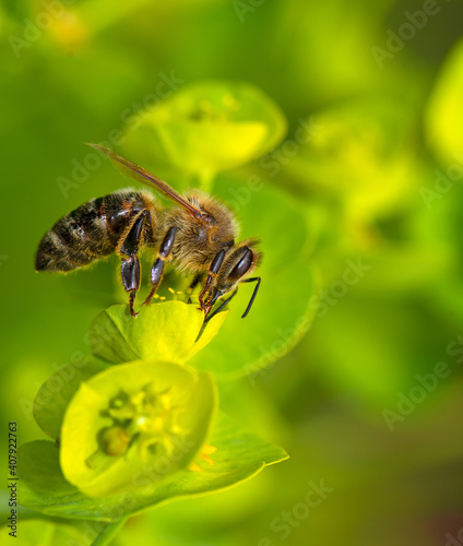 Bee collecting nectar on a flower blossom