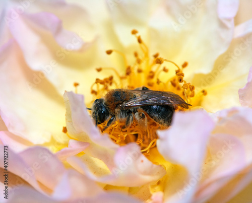 Bee collecting nectar on a flower blossom photo