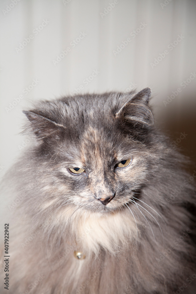 Longhaired Grey Cat