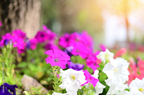 Closeup of Many Beautiful Colorful Flowers with nature background in the garden, Thailand.