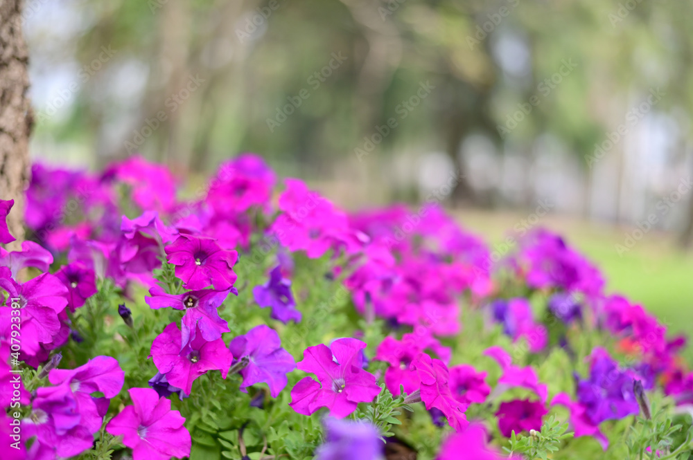 Closeup of Many Beautiful Colorful Flowers with nature background in the garden, Thailand. Closeup of Many Beautiful Colorful Flowers with nature background in the garden, Thailand.