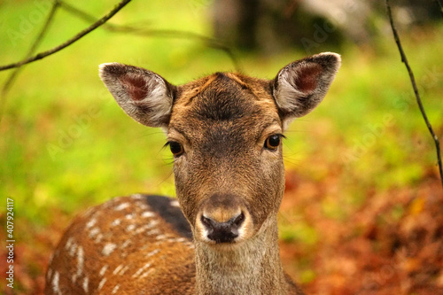 Rehkitz Nahaufnahme im Herbst Wald