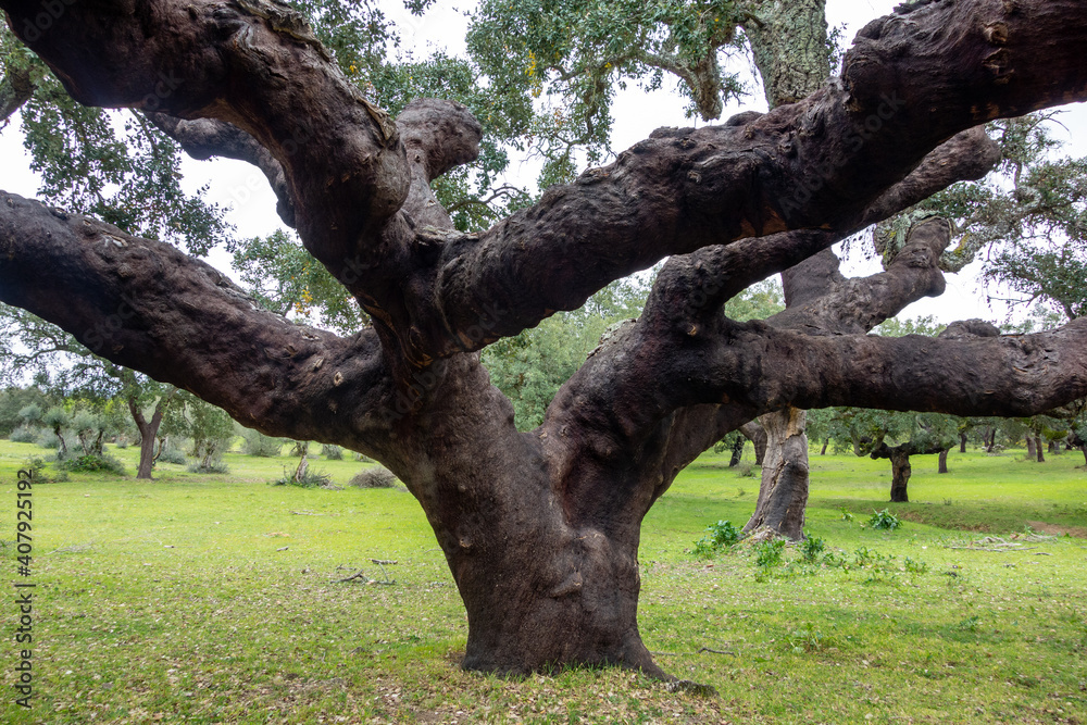 Impressive cork oak with massive trunks in an orchard near Évora, Portugal Impressive cork oak with massive trunks in an orchard near Évora, Portugal
