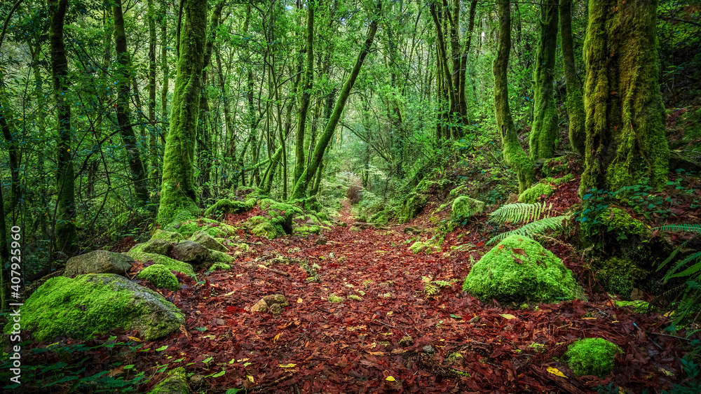 Fototapeta premium Camino en bosque con hojas caídas