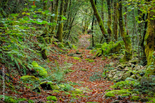 Camino en bosque con hojas caídas