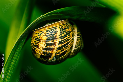 Caracol bajo una hoja
