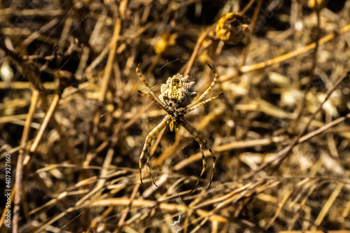 close up de una araña en una tarde de verano