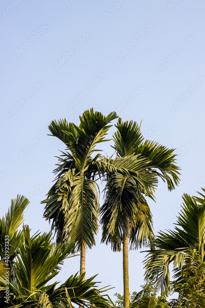 Obraz premium Two big betel nut tree under the blue sky