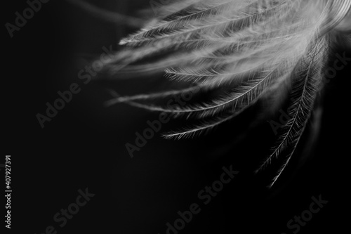 Black and white closeup shot of feather.