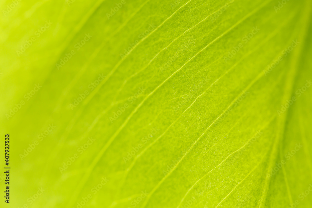 Macro shot of a green leaf. Background texture. Nature concept. Macro shot of a green leaf. Background texture. Nature concept.