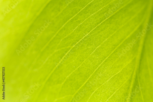 Macro shot of a green leaf. Background texture. Nature concept.