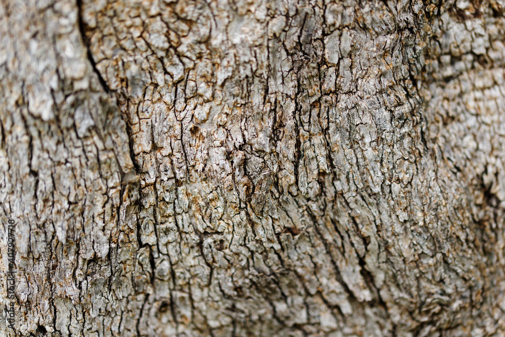 Olive tree nark. Nature concept. Background texture. Olive tree nark. Nature concept. Background texture.
