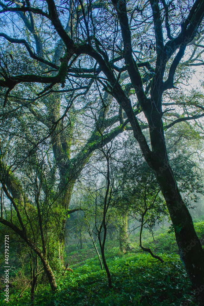 foggy morning in the forest foggy morning in the forest