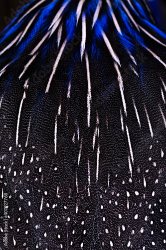 Full frame macro shot of the plumage aka feathers of am adult Vulturine guineafowl aka Acryllium vulturinum bird.  Amazing detailed pattern and colors. photo