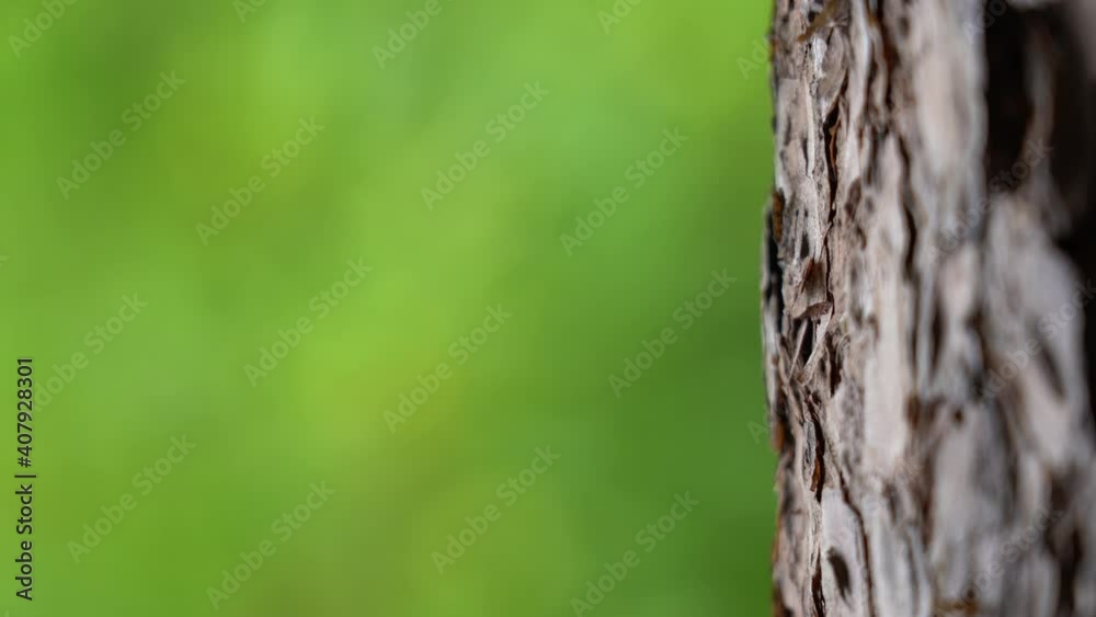 Beautiful green blurry bokeh natural background with copyspace. Brown texture of real bark of tree trunk isolated at blured foliage backdrop Beautiful green blurry bokeh natural background with copyspace. Brown texture of real bark of tree trunk isolated at blured foliage backdrop