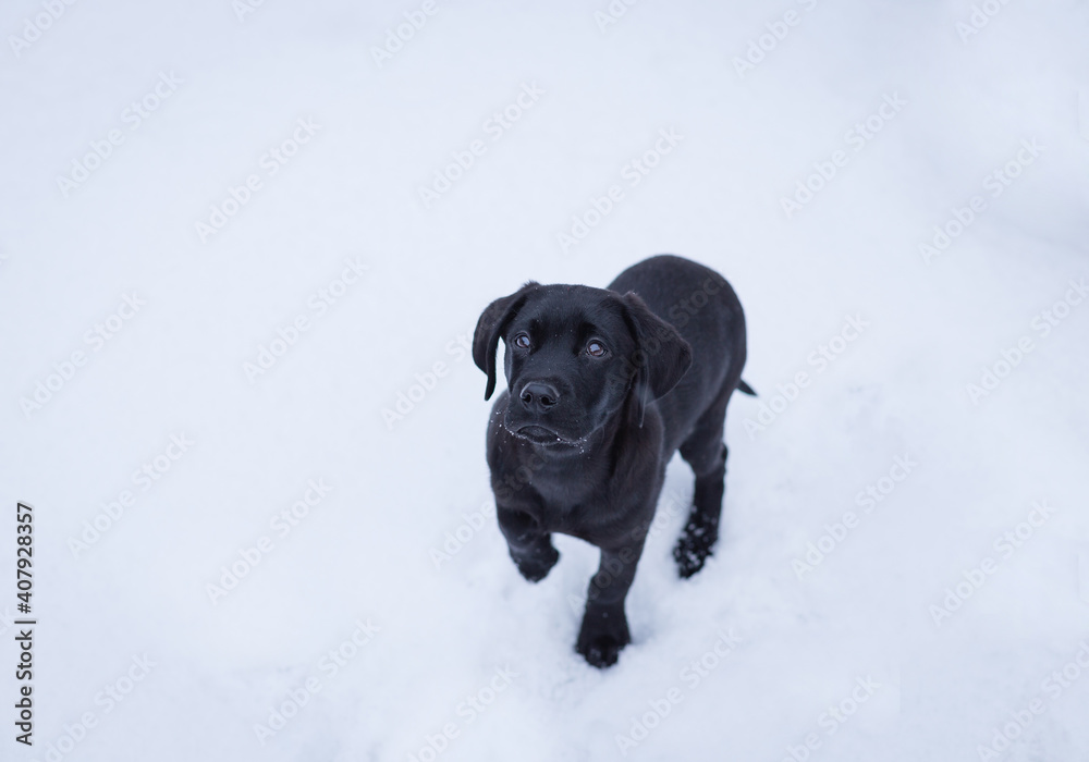 A black Labrador puppy looking up at the camera in the snow.
