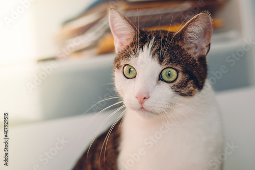 Cute Cat with green eyes lying on white floor. Banner, Copy space, close up, background. Adorable domestic pet concept.