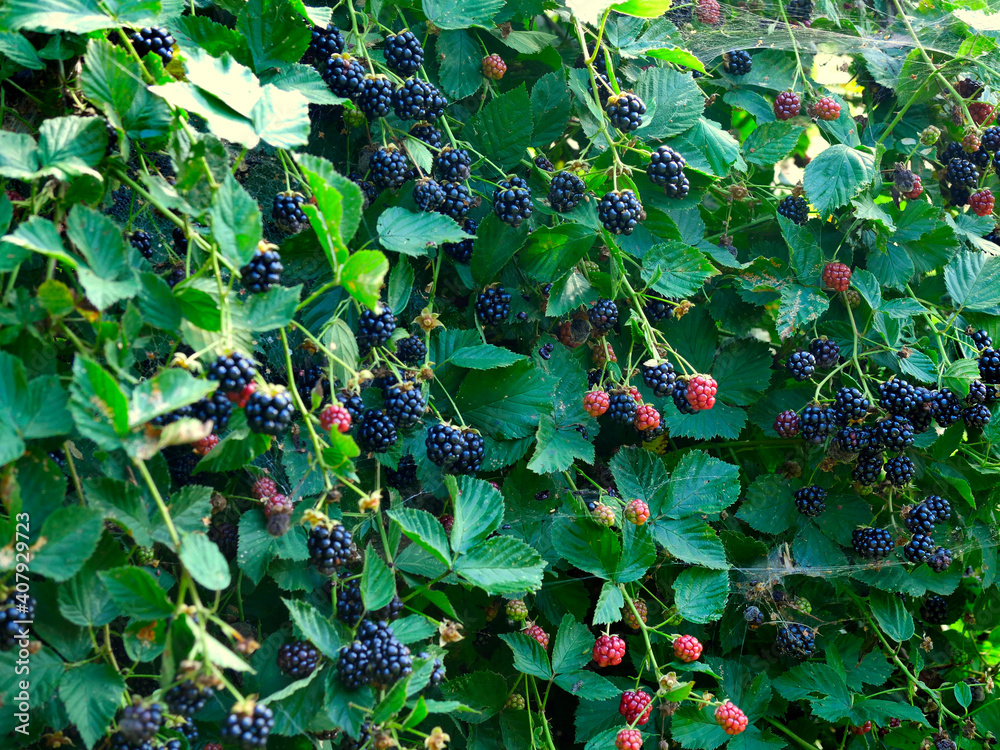 Fototapeta premium Dojrzałe owoce Jeżyna, (Rubus L.) jest bardzo smaczna i pełna witamin