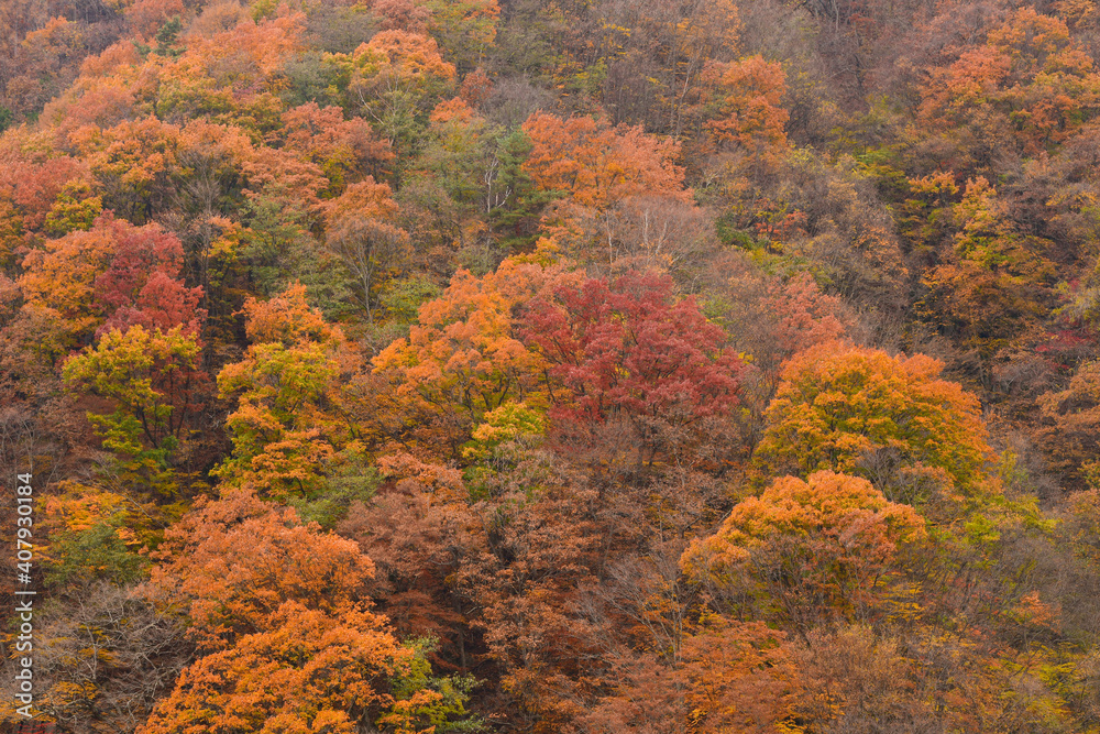 Tourist admiring Mt. Fuji in autumn, Japan