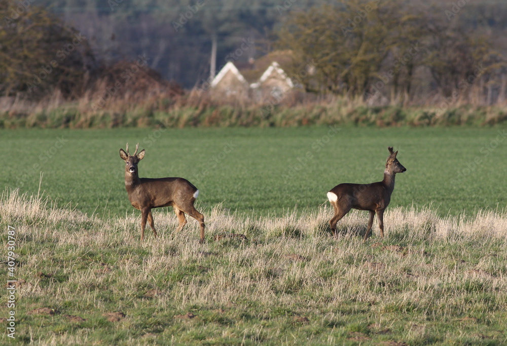 Fototapeta premium Roe deer bucks on farmland
