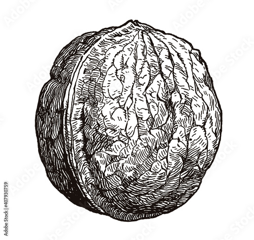 Walnut in close-up view isolated on a white background