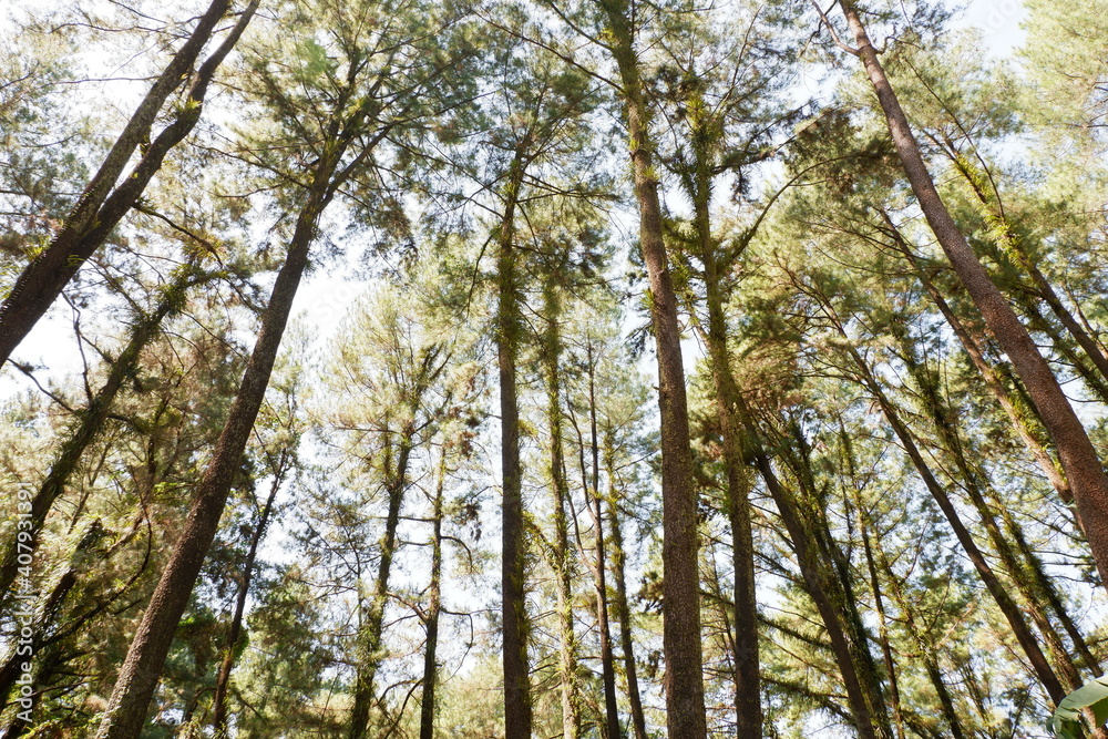 trees and sky trees and sky