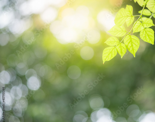 Concept nature view of green leaf on blurred greenery background in garden and sunlight with copy space using as background natural green plants landscape, ecology, fresh wallpaper concept.