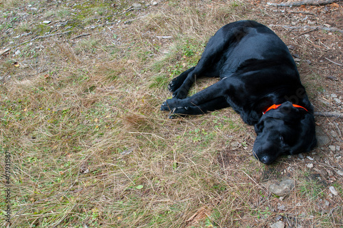 Fototapeta Naklejka Na Ścianę i Meble -  black labrador dog resting on the ground in fresh grass