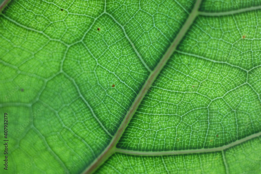 Obraz premium Green Leaf texture nature background 