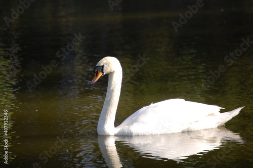 Lonely white swan.