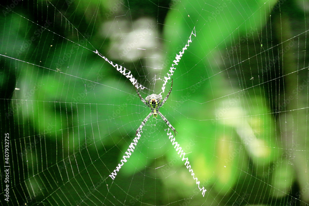 Naklejka premium Spider is making his own home