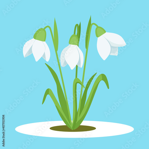 Snowdrops. Vector illustration of snowdrops. White snowdrops on a blue background. Spring has come.