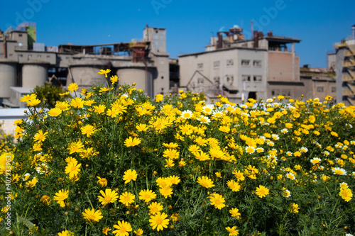 Flowers in front of an abandoned factory in Keratsini