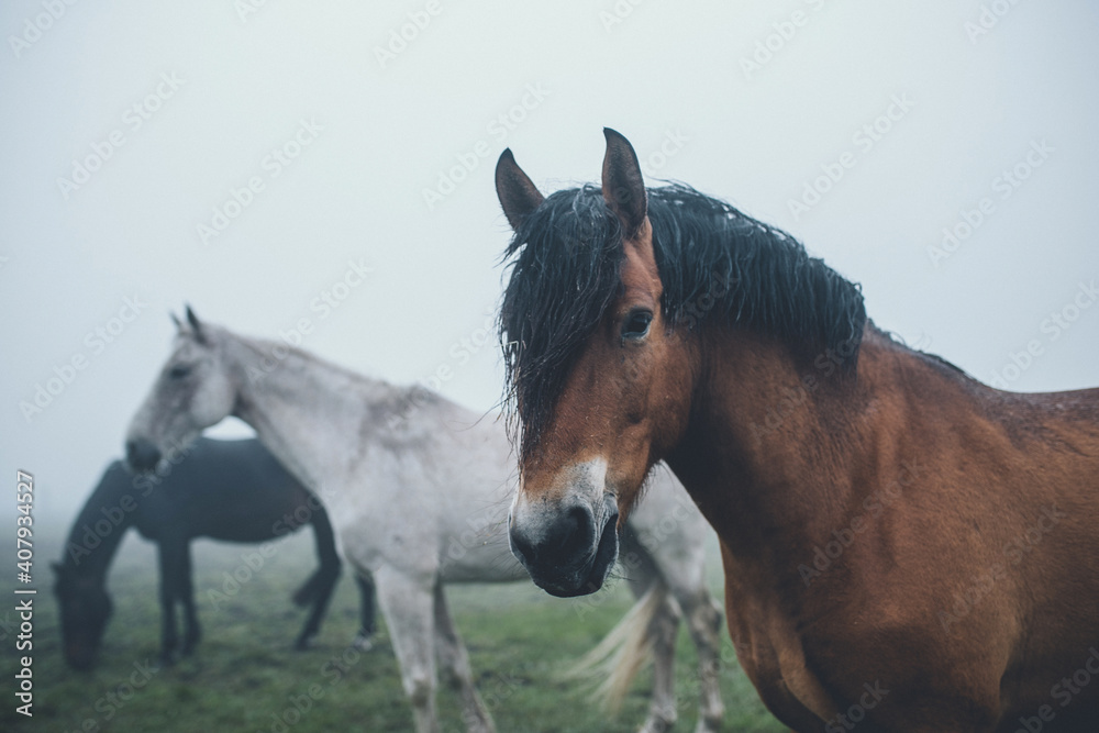 Obraz premium portrait of a horse