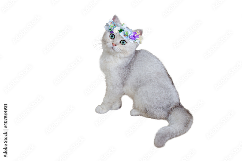 Obraz premium Beautiful gray kitten British breed in a blue flower crown sitting on a white background.