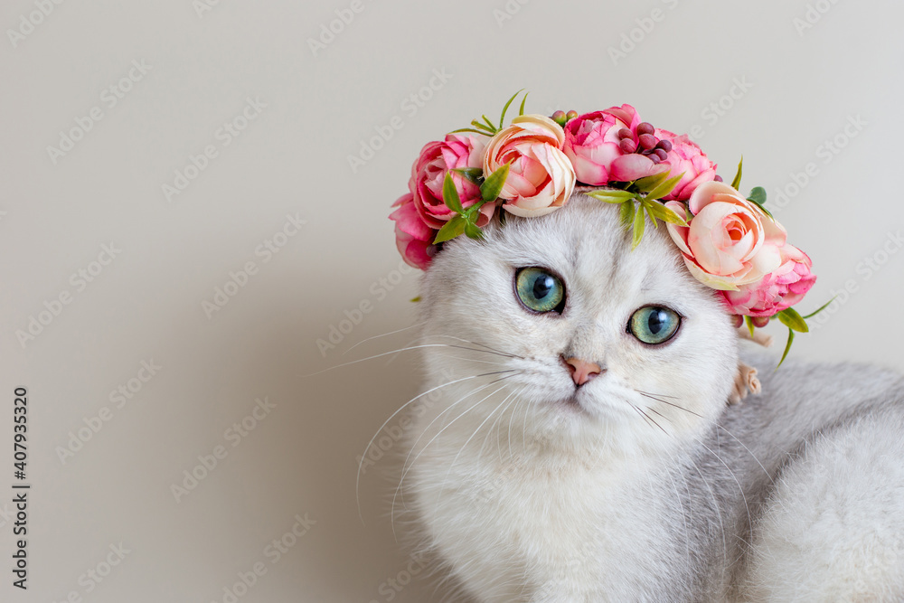 Cute white kitten wearing a crown of flowers on a gray background