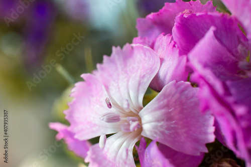 The beautiful lily flower was taken with macro photography technique as a close-up. sweet william flower. in turkish its name is husnuyusuf