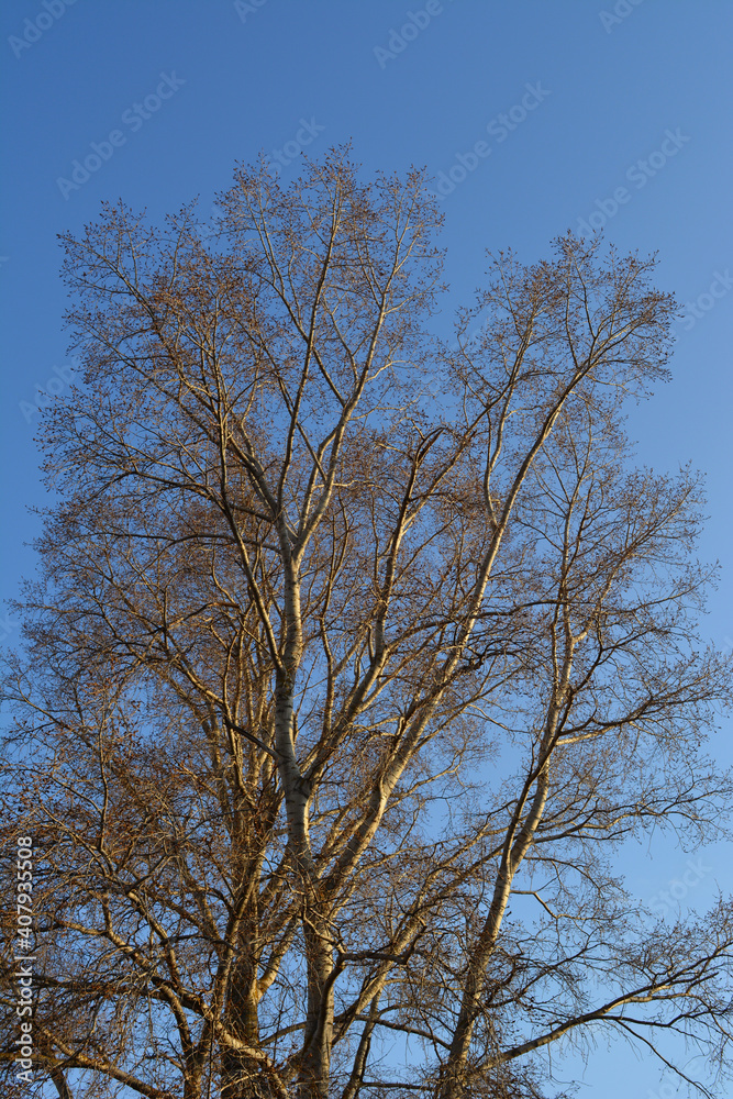 Poplar tree in sunny spring day on the background of blue sky Poplar tree in sunny spring day on the background of blue sky