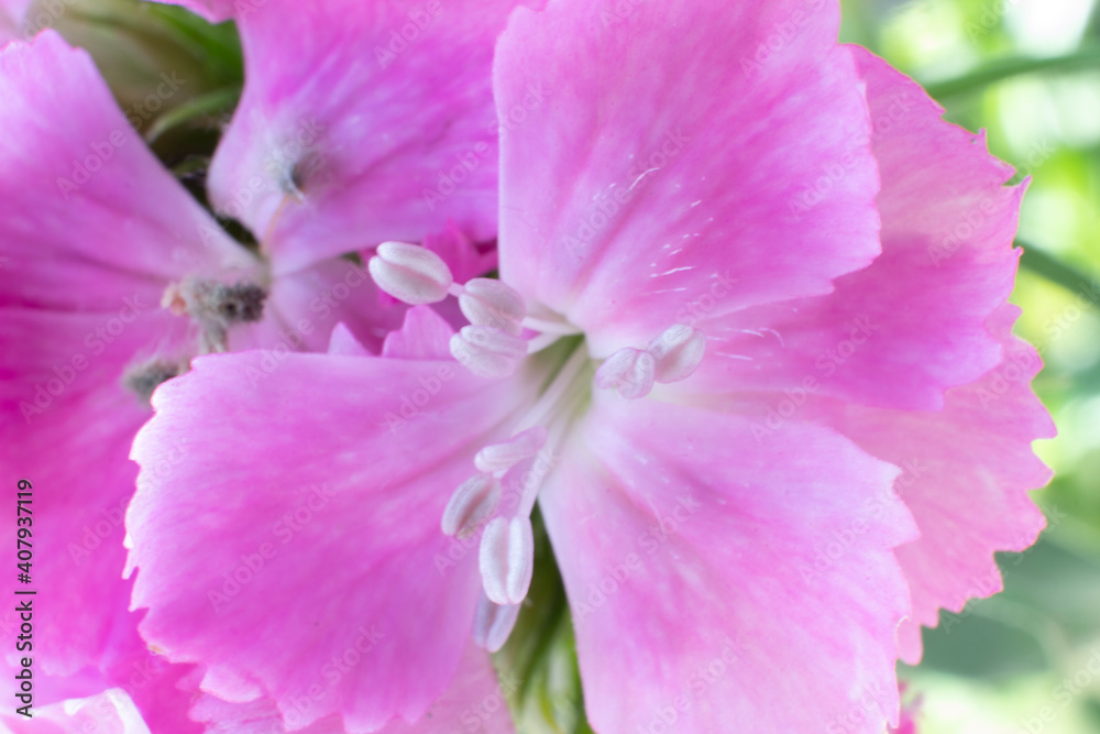 The beautiful lily flower was taken with macro photography technique as a close-up. sweet william flower. 