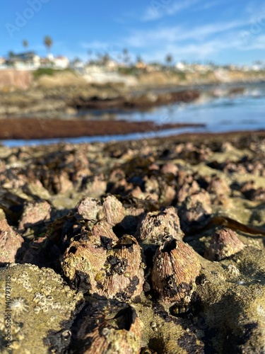 barnacles on rocks