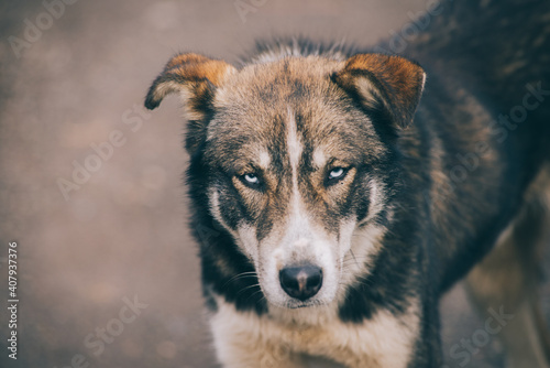 Dark dog with angre eyes photo