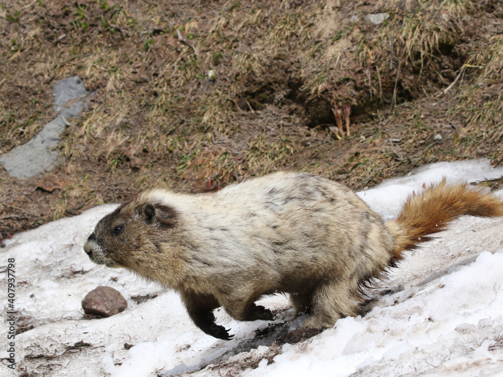 Obraz premium Hoary Marmot Running through Snow