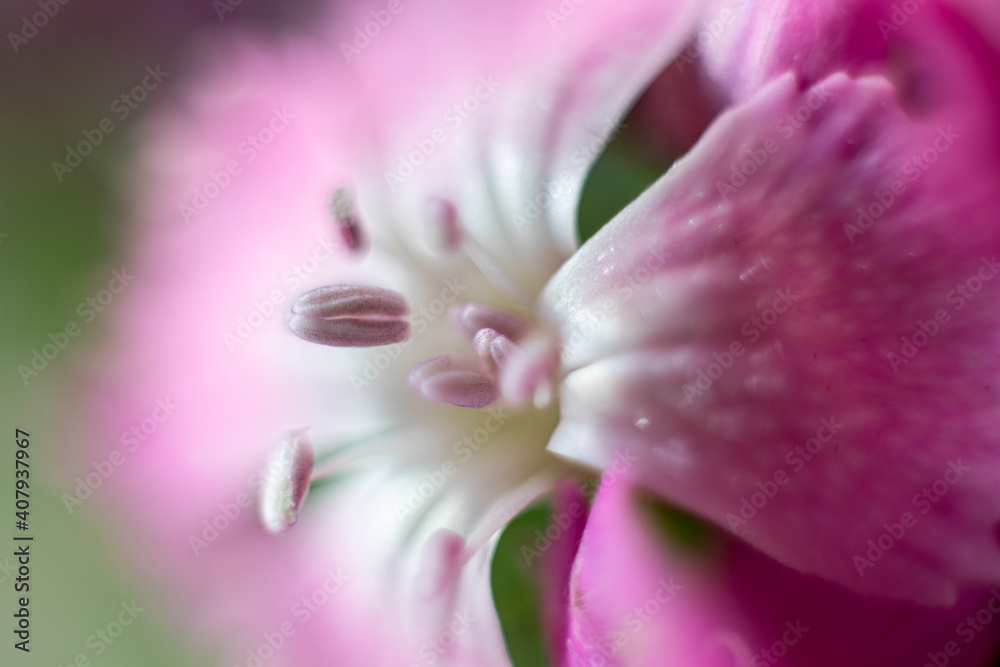 The beautiful lily flower was taken with macro photography technique as a close-up. sweet william flower. 