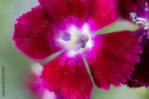 Fototapeta Naklejka Na Ścianę i Meble -  The beautiful lily flower was taken with macro photography technique as a close-up. sweet william flower. 