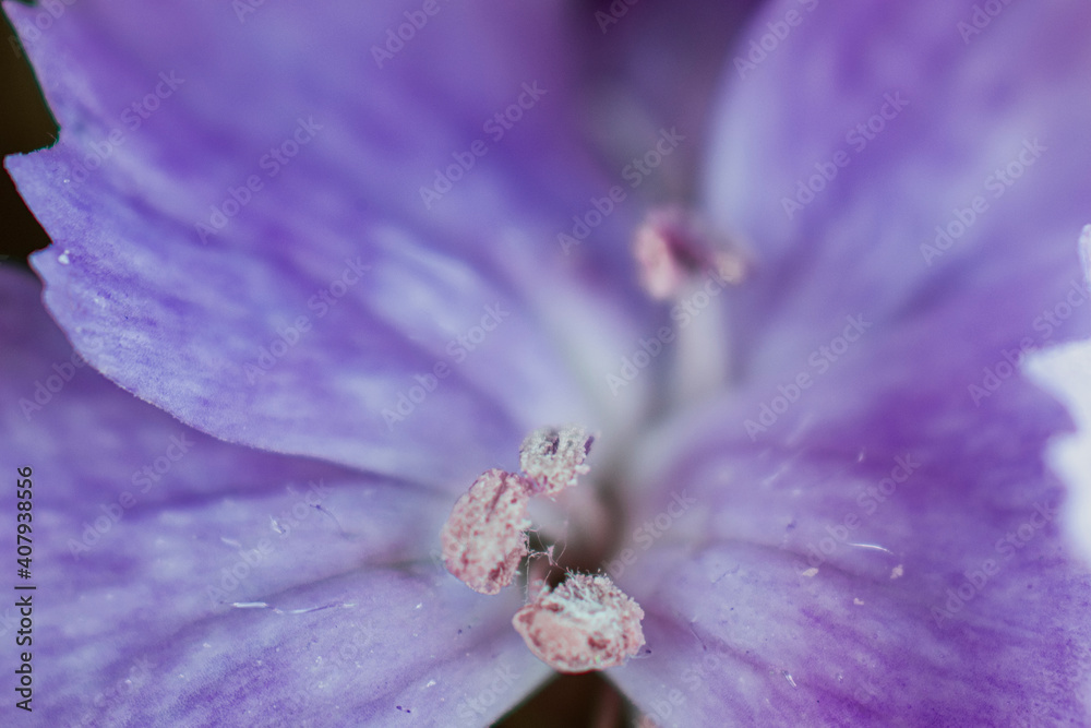 The beautiful lily flower was taken with macro photography technique as a close-up. sweet william flower. The beautiful lily flower was taken with macro photography technique as a close-up. sweet william flower.
