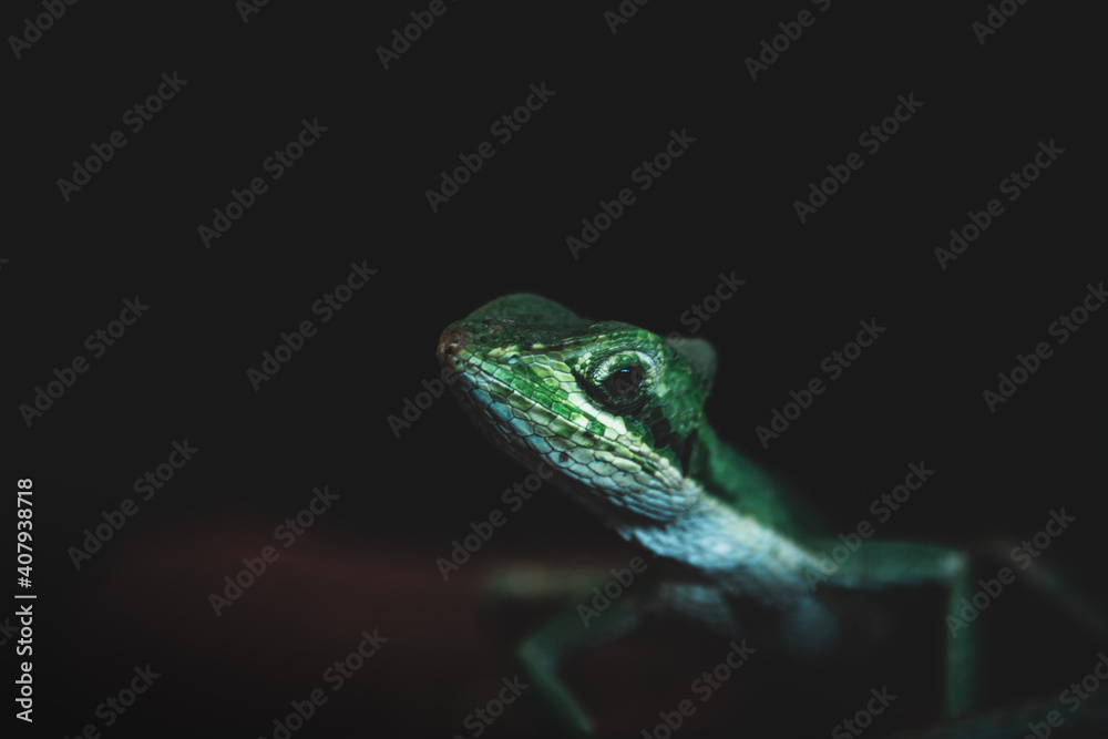 Green lizard on a black background