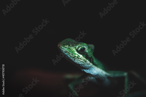 Green lizard on a black background