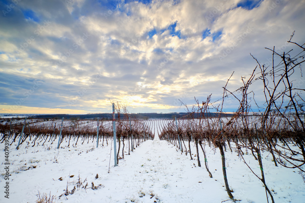 Snowy vineyards in the early evening in winter Snowy vineyards in the early evening in winter