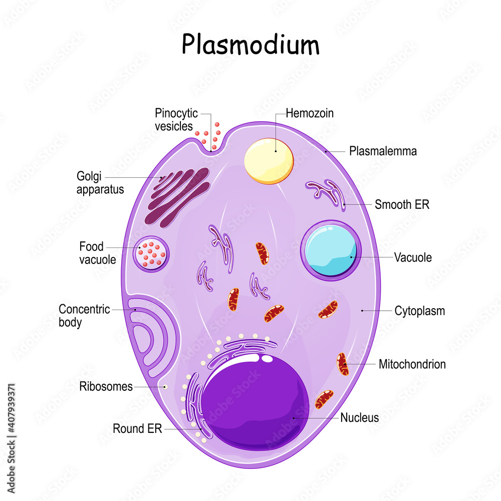 Plasmodium drawing